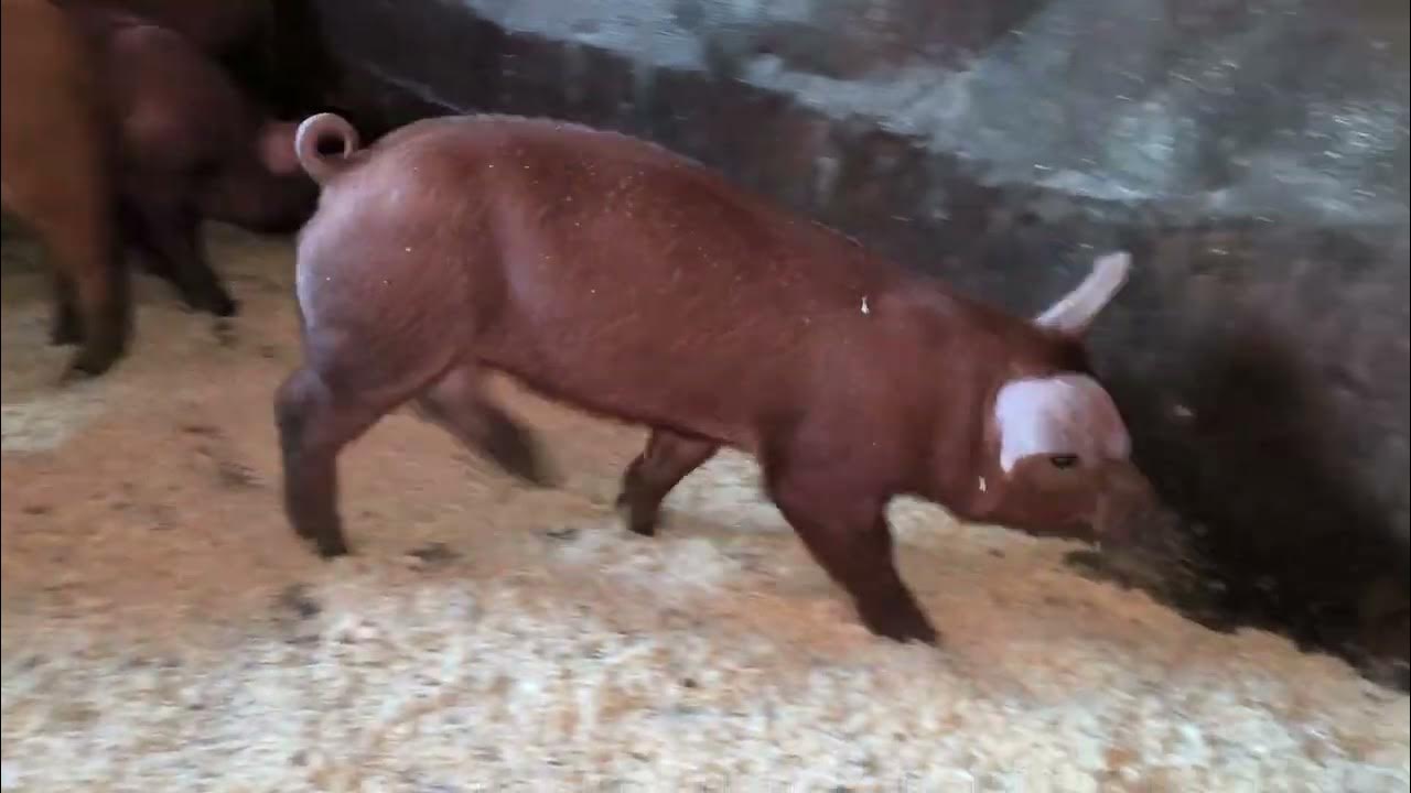 Мульт три поросенка советский 1963. Три поросёнка мультфильм дисней. «три поросенка» 3 поросенка и волк. Три поросенка смешные. 3 поросята ютуб.