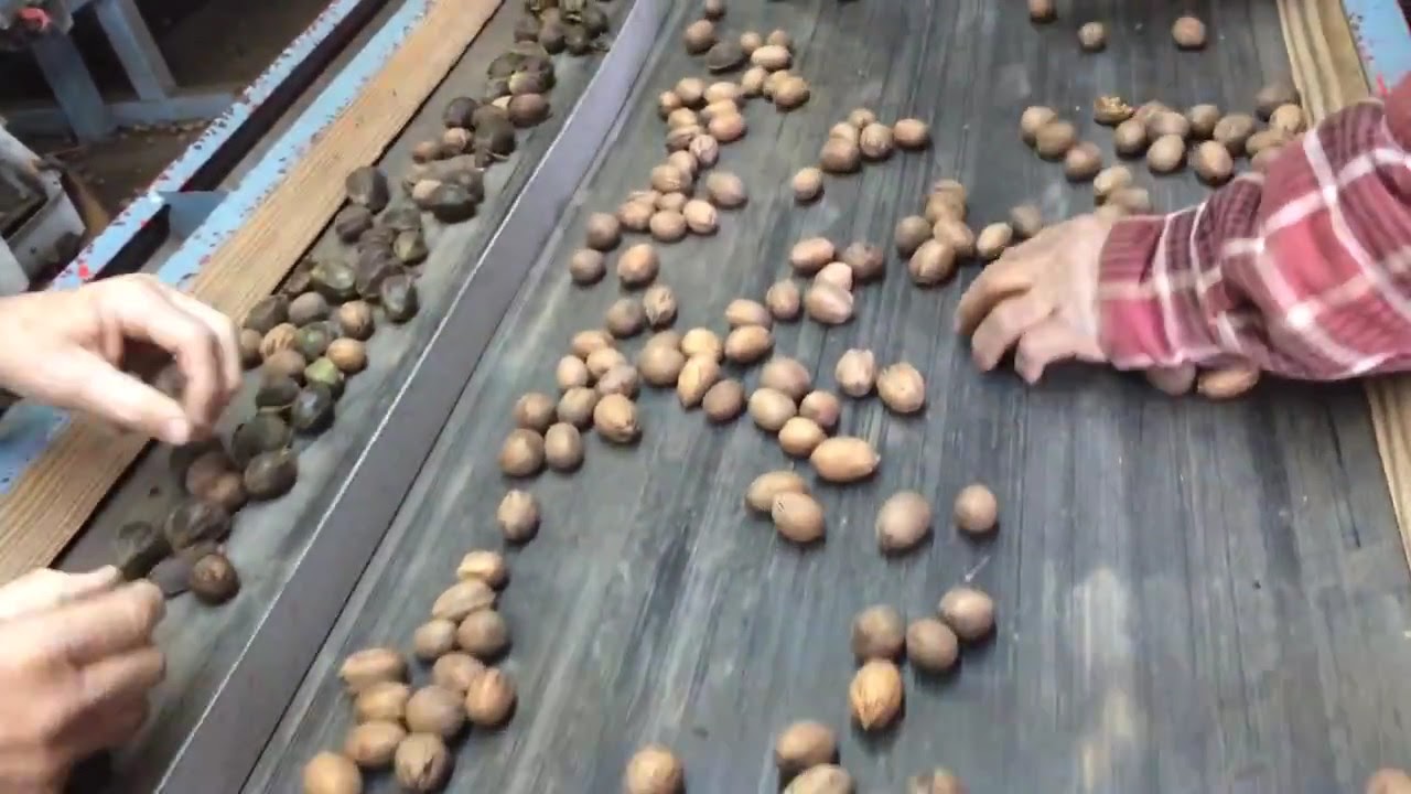 Sorting Texas pecans 2014 harvest YouTube