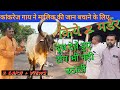 दिव्य कांकरेज गाय, जिसकी असली कीमत को पहचाना मनसुख भाई ने👌