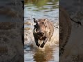 The Warthog