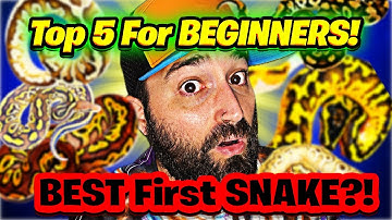 Top 5 BEGINNER Ball Python Morphs!