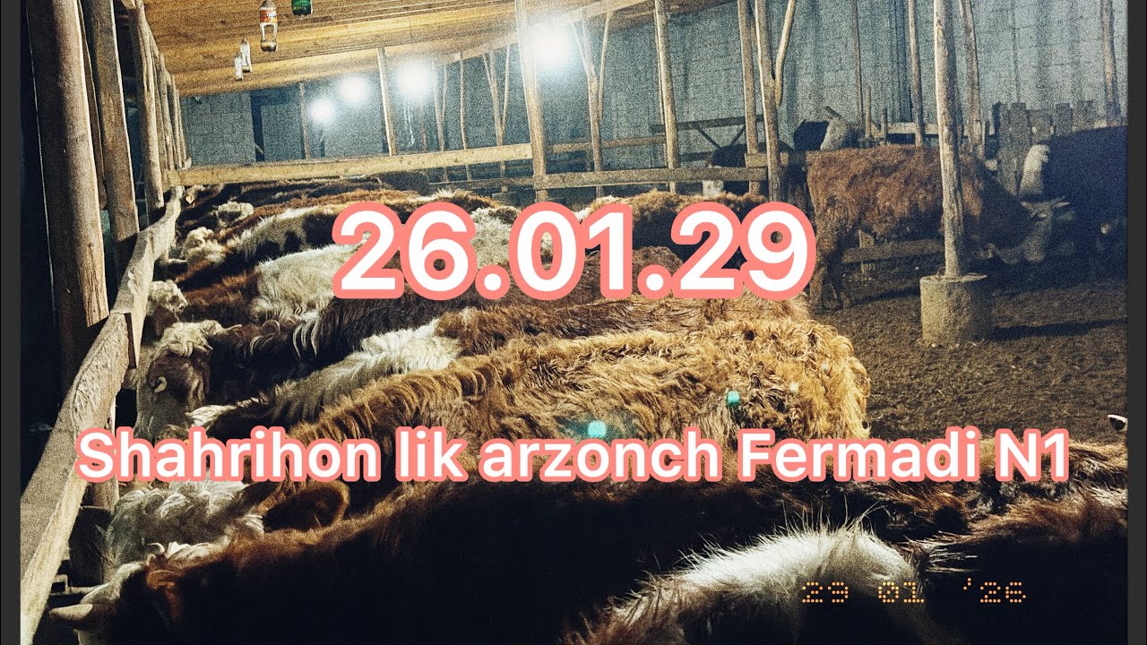 Molar ni zorlari keldi kametaria shovu