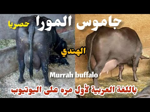 جاموس المورا الهندي الحلقه الأولى ملك السلالات