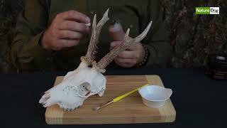 Trophée de chasse crâne squelette Chevreuil décoration