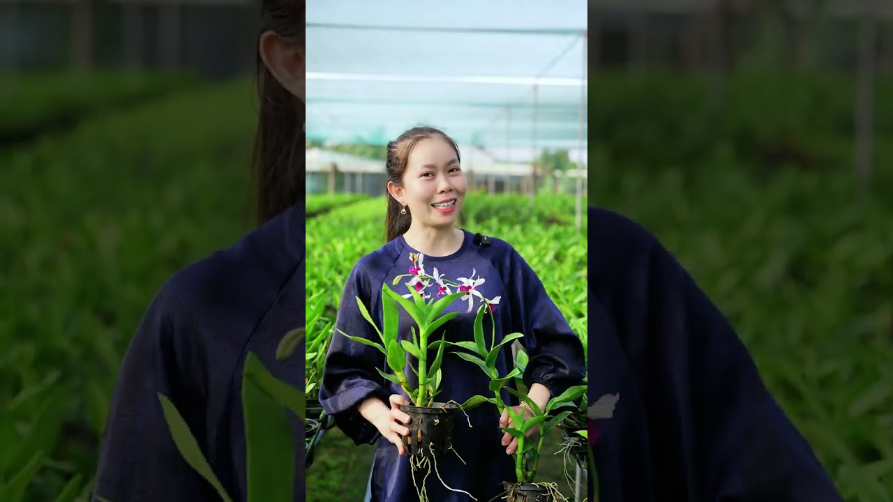 Hoa lan bà liễu chớp tím. Bà Liễu tím chuẩn chớp. #hoalan #hoalandep