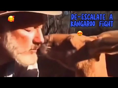 How to De-Escalate a Kangaroo Fight. | Australia 101 🦘 |