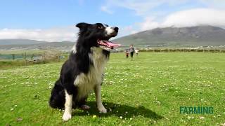 What does it take to train a good Sheepdog?