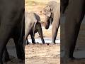 baby Elephant #youtube #elephant #babyelephant #animals #1million #1k #nature #viralvideo #viral #1m