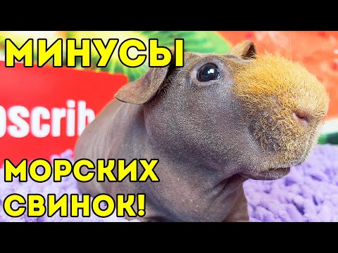 ГРУСТНЫЕ МИНУСЫ содержания МОРСКИХ СВИНОК. ВСЯ ПРАВДА SvinkiShow