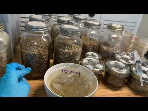 🍄 Mycolympics! Prizes and Glory Galore! And Some Experiments for the Near Future 👽