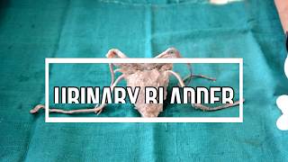 Urinary Bladder - part 1