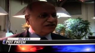 Ole Miss Researchers Create Medicinal Cannabis Patch