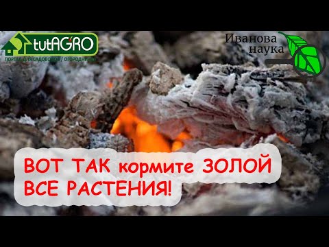 От томата до голубики. Зола - удобрение для всех! Какую кислоту лучше использовать для гашения золы.