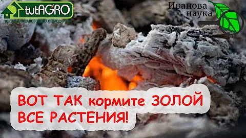 От ТОМАТА до ГОЛУБИКИ. ЗОЛА - удобрение для ВСЕХ! Какую кислоту лучше использовать для гашения золы.