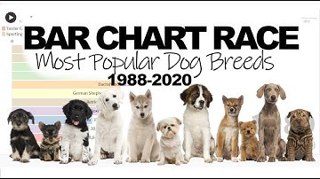 Bar Chart Race - Most Popular Dog Breeds