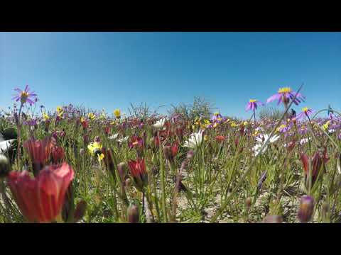 Spring Flowers | non-copyright vlog aesthetic