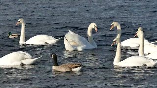 Swan attacked seagull so badly
