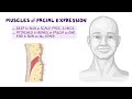 Muscles of the face and scalp: Anatomy