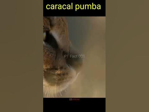 Why does caracal Pumba hiss so much?#facts #shorts - YouTube