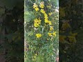 Beautiful Winter Jasmine Flower 