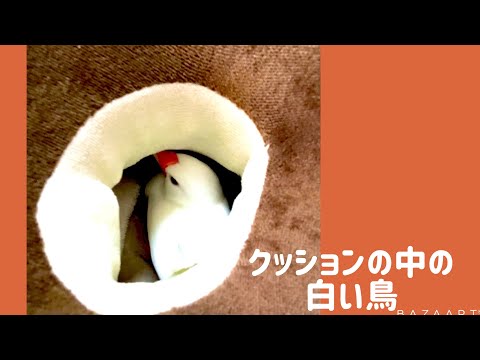 白文鳥文鳥動画「クッションと白い鳥」可愛い文鳥Javasparrow