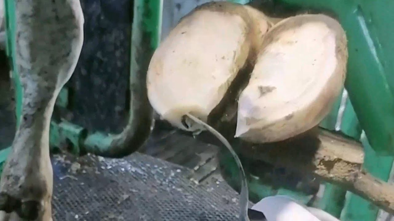 Cow hooves cannot land due to pain!The tip of the cow's hoof is bad