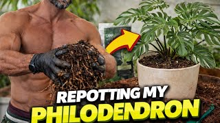 Repotting My Philodendron | Root Bound Plant Transformation