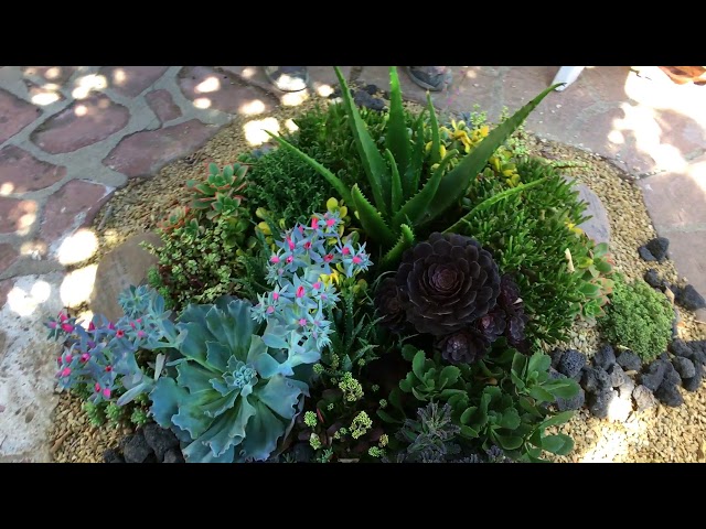 Coronado Succulent Installation Grand Reveal