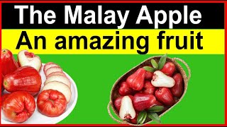 Health benefits of the Malay Apple fruit screenshot 5