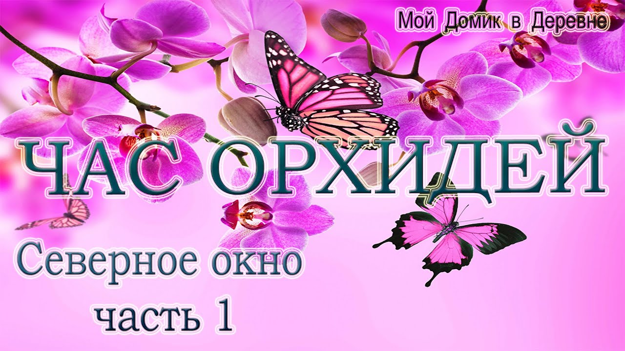 ЧАС ОРХИДЕЙ / КАК УБРАТЬ НАЛЁТ ОТ ПРЕПАРАТОВ С ЛИСТЬЕВ ОРХИДЕЙ ...