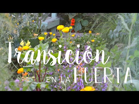 Video: Verano Frío Y Nuestra Huerta