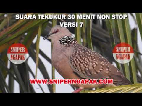 SUARA TEKUKUR POHON KELAPA - COCOK UNTUK PIKAT SAAT BERBURU (NO.7)
