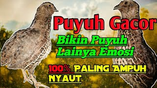 Puyuh Gacor Cocok Buat Pancingan Puyuh Lainya....