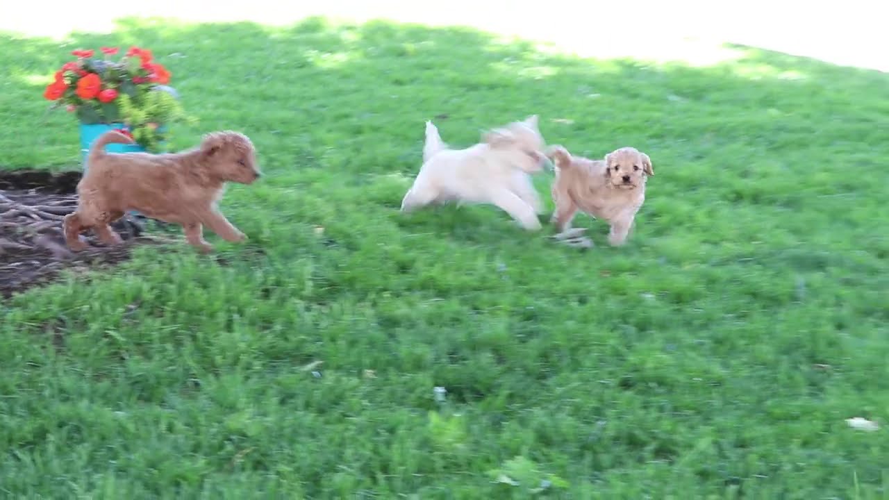 Cockapoo Puppies For Sale