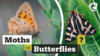 What's the difference between Moths and Butterflies?