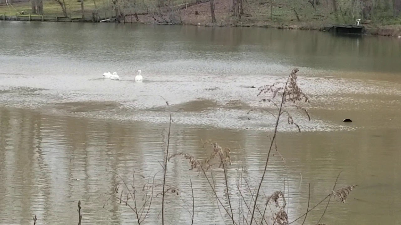 Pelicans and Tapper at Coro Lake Memphis TN. YouTube