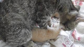 Отдам котят в добрые руки Ч.3 "Матильда приняла котят,ура" Отдам котят в добрые руки Ч.3 "Матильда приняла котят,ура"