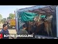 Kathua: Police Foils Bovine Smuggling Bid, Rescue 30 Bovines