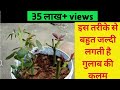 गुलाब की कलम लगाने का सबसे successful और आसान तरीका Easiest method for rose plant grow