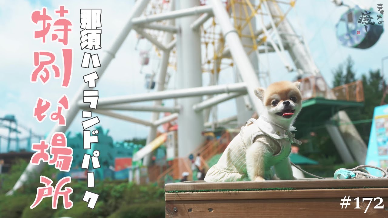 【犬旅】那須ハイランドパークでティナと大はしゃぎしたら...【チワワ】