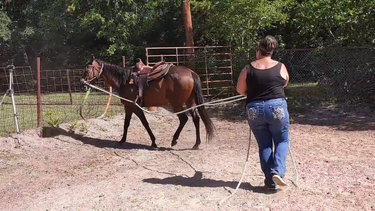 Teaching a horse to drive bitless preparing to pull Ground Driving an older mare YouTube