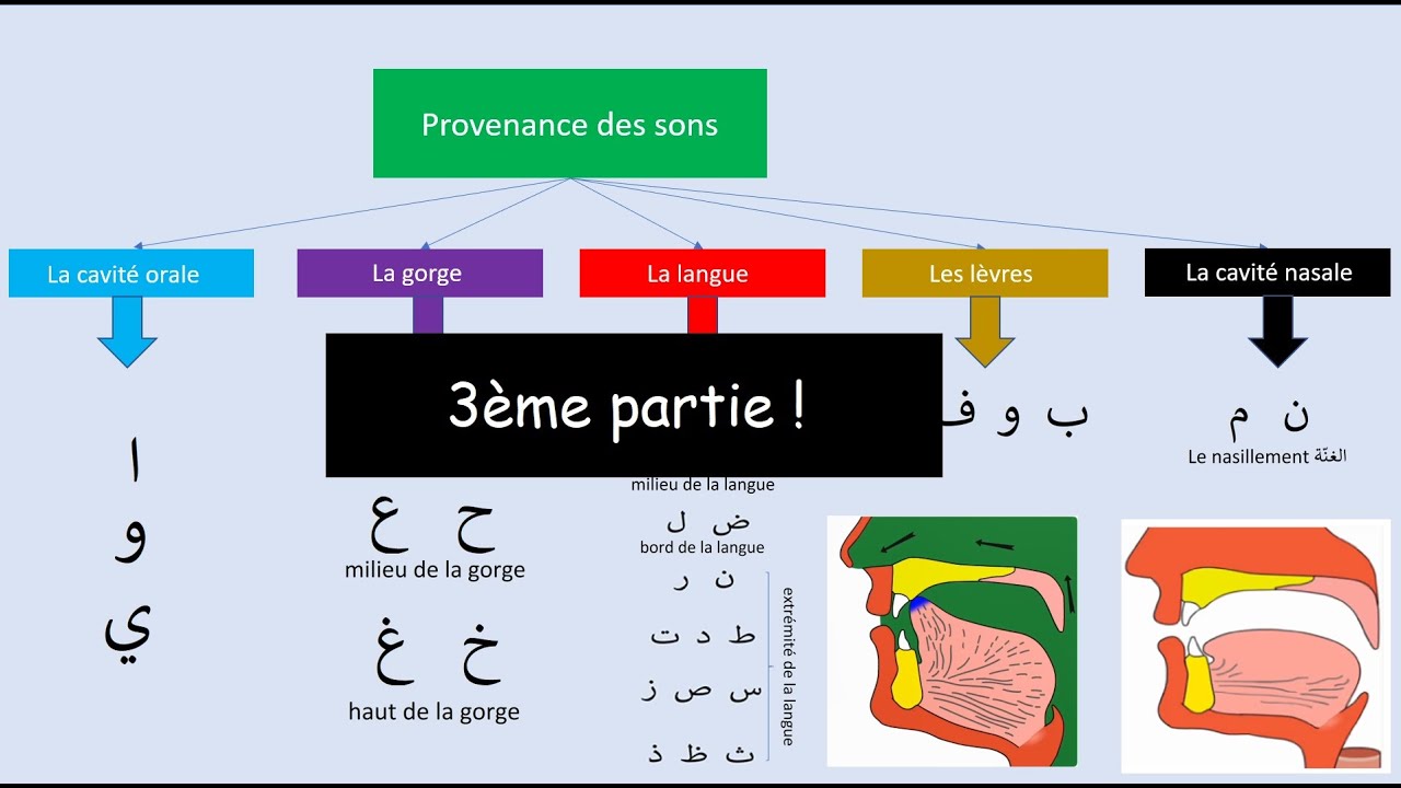 Points d'articulation des lettres - Makharijoul hourouf (Tajwid n°5) (3