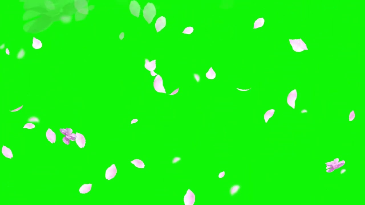 Cherry Blossom Petals Falling Green Screen