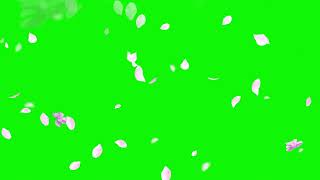 Cherry Blossom Petals Falling Green Screen