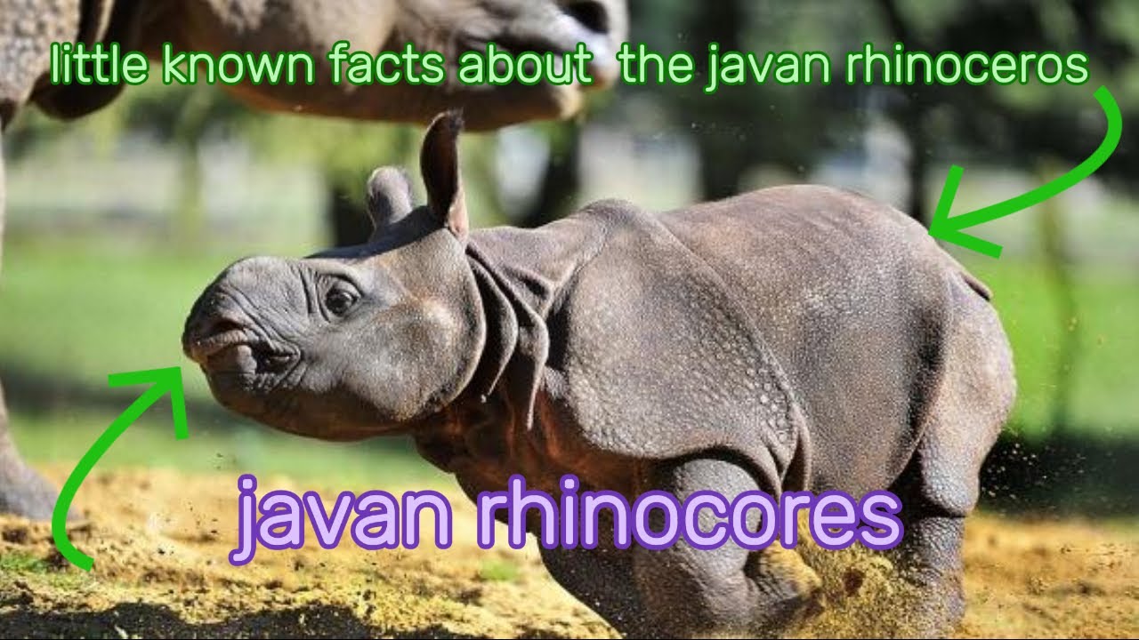 Little-Known Facts About the Javan Rhinoceros 2024/ animals unknowns