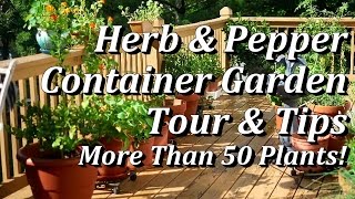 JUNE: Tips & Harvest of the Herb & Pepper Container Garden + the Green Stalk