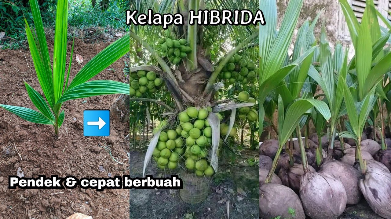 Cara menanam kelapa agar pendek & cepat berbuah