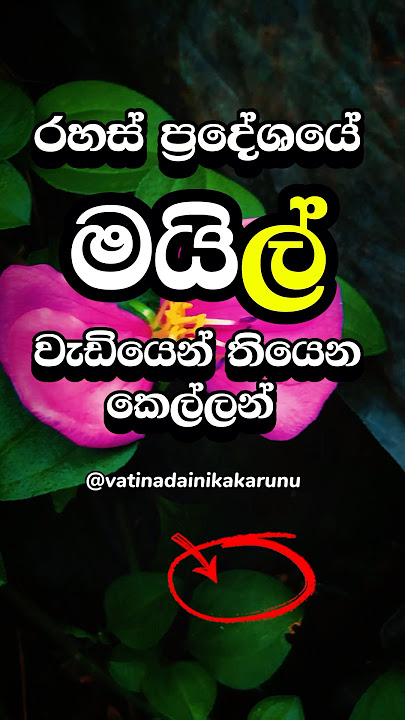 ඔයා නම් දන්නැතුවත් ඇති #shorts #psychology #education