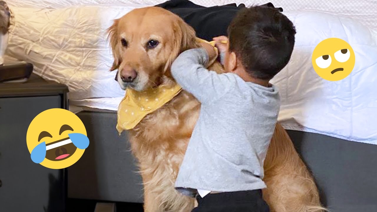 New FUNNY DOGS That Will Make You Die Laughing 🤣 Funny Animals Video 2026 #23