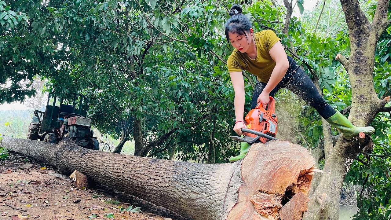 Logging Woman Tree Agricultural vehicle transporting timber; girl single-handedly logging ...